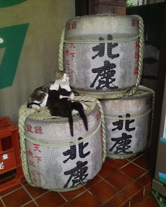 ガルちゃん猫カフェ21号店 開店しました♪ (初めての方も大歓迎!)