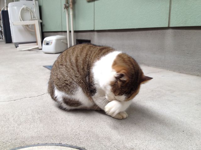 ガルちゃん猫カフェ21号店 開店しました♪ (初めての方も大歓迎!)