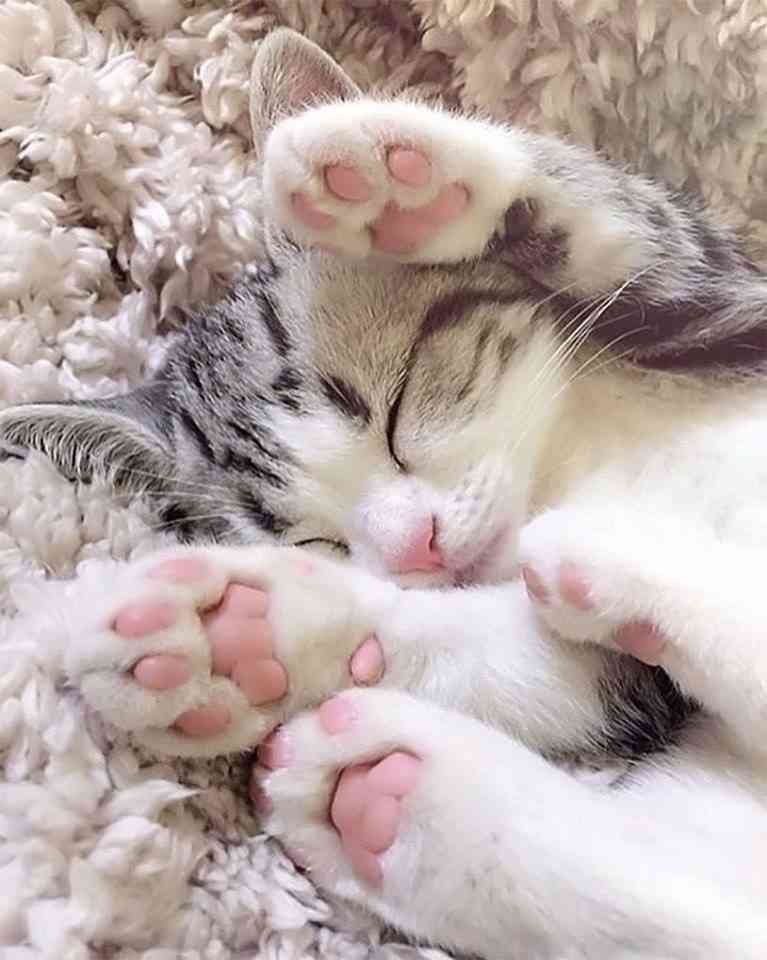 ガルちゃん猫カフェ21号店 開店しました♪ (初めての方も大歓迎！)