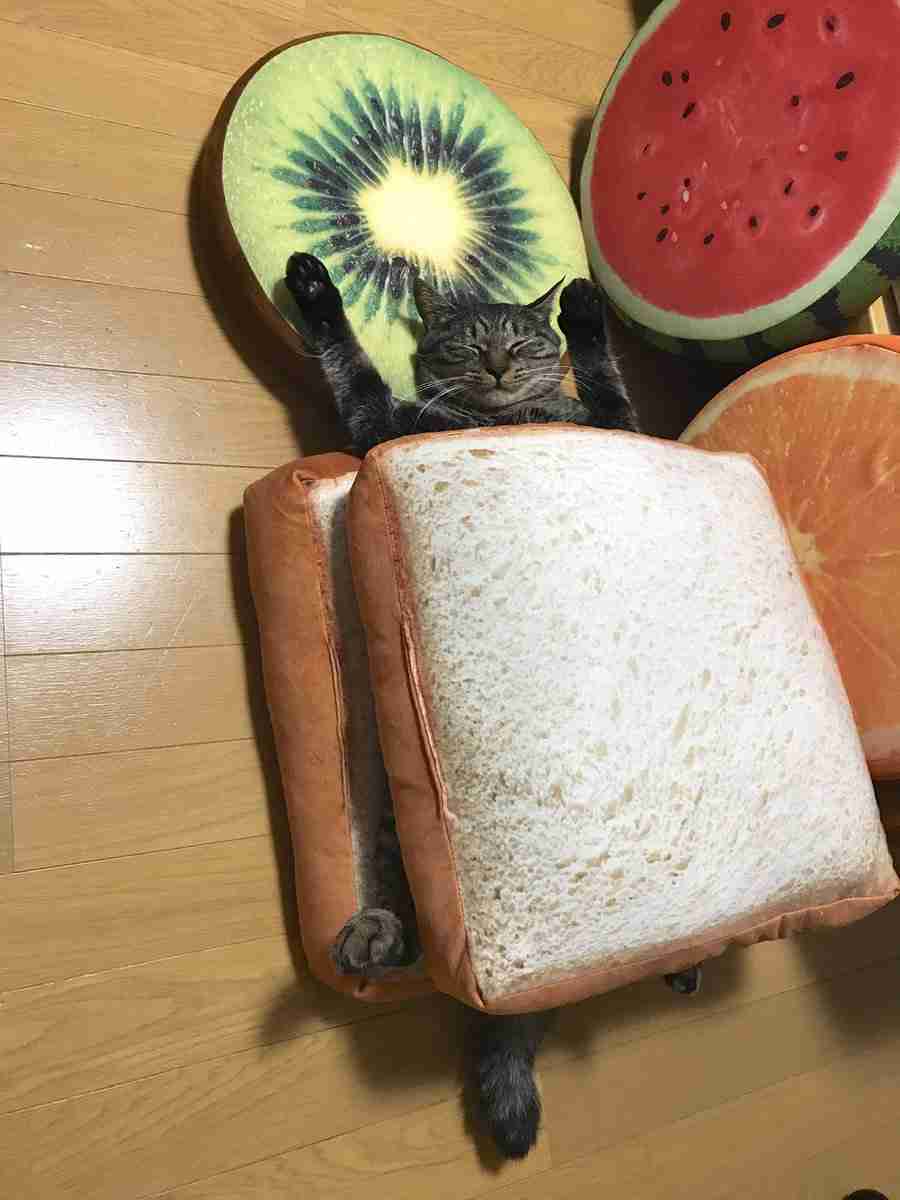 ガルちゃん猫カフェ21号店 開店しました♪ (初めての方も大歓迎！)