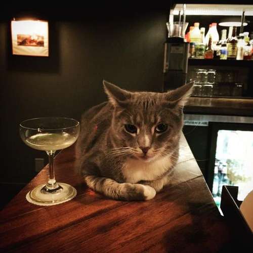 ガルちゃん猫カフェ21号店 開店しました♪ (初めての方も大歓迎!)