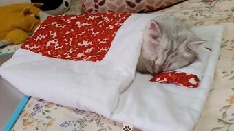 ガルちゃん猫カフェ21号店 開店しました♪ (初めての方も大歓迎!)