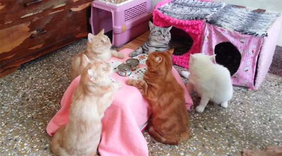 ガルちゃん猫カフェ21号店 開店しました♪ (初めての方も大歓迎!)