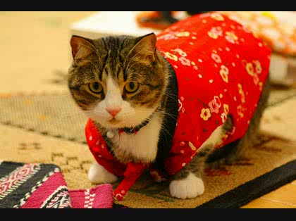 ガルちゃん猫カフェ21号店 開店しました♪ (初めての方も大歓迎!)