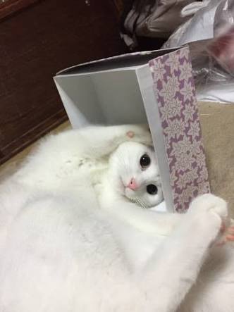 ガルちゃん猫カフェ21号店 開店しました♪ (初めての方も大歓迎!)