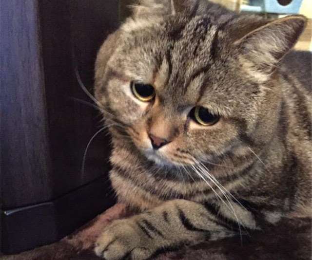 ガルちゃん猫カフェ21号店 開店しました♪ (初めての方も大歓迎!)
