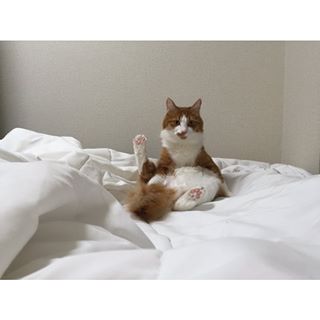 ガルちゃん猫カフェ21号店 開店しました♪ (初めての方も大歓迎!)
