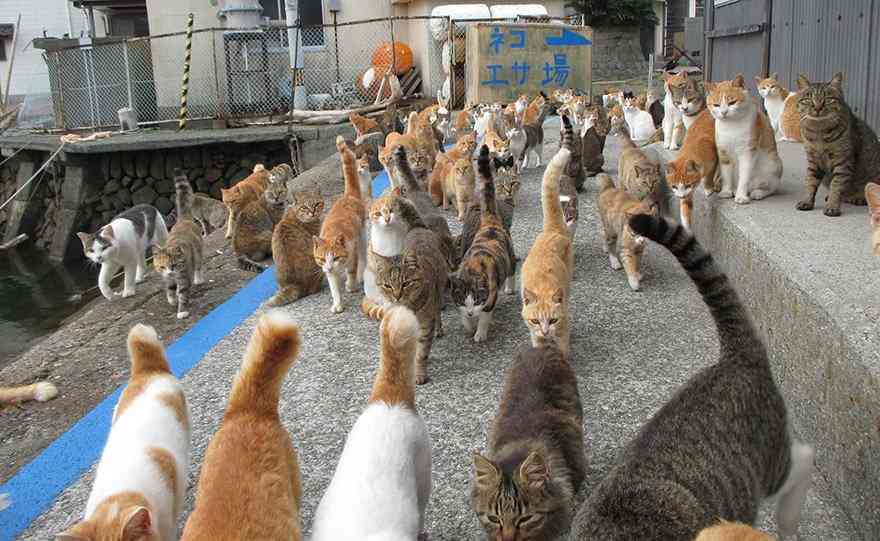 ガルちゃん猫カフェ21号店 開店しました♪ (初めての方も大歓迎!)