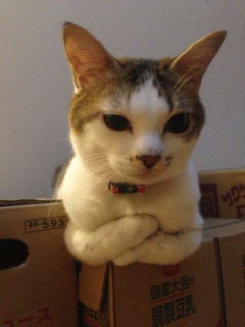 ガルちゃん猫カフェ21号店 開店しました♪ (初めての方も大歓迎!)