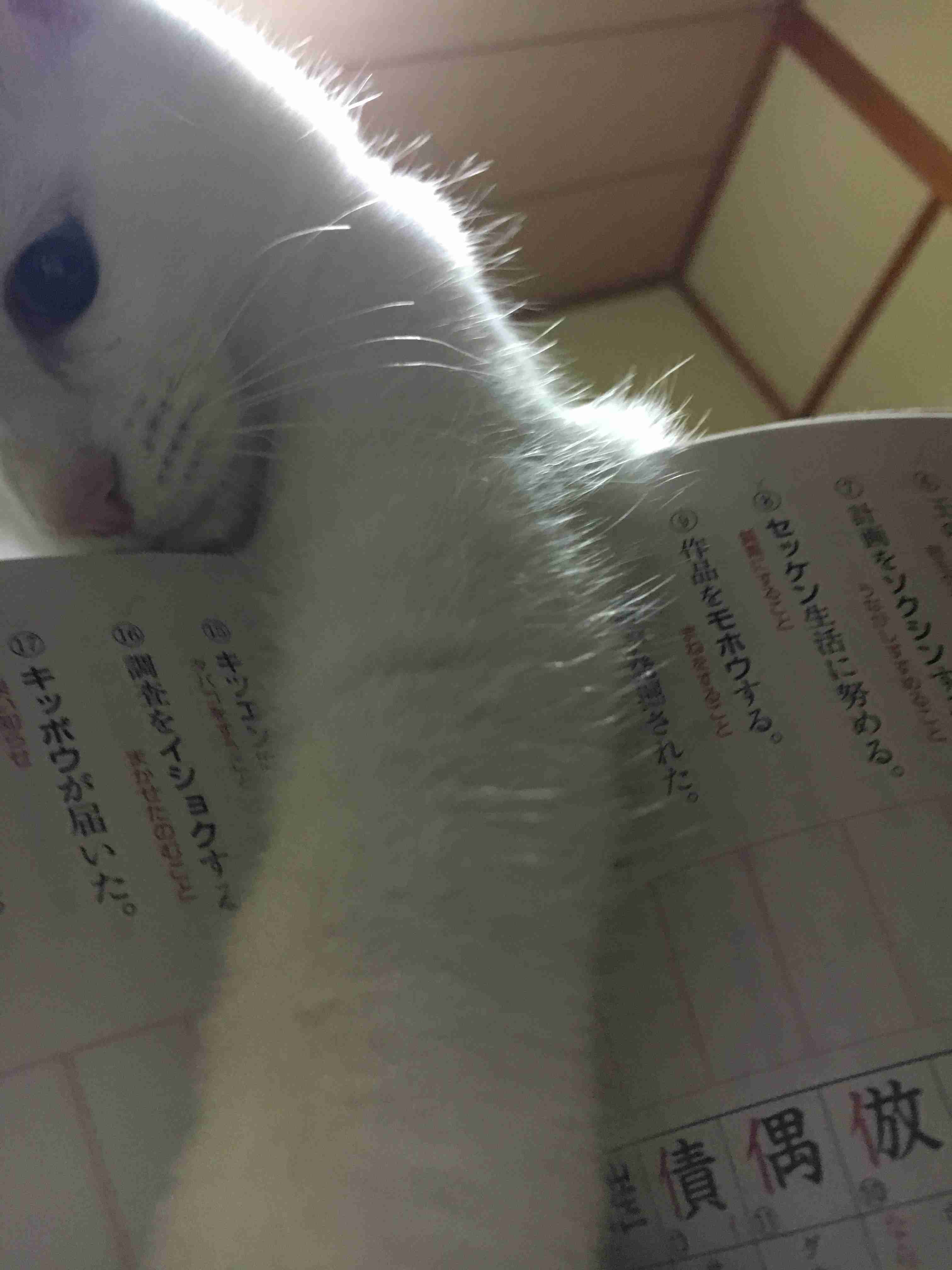ガルちゃん猫カフェ21号店 開店しました♪ (初めての方も大歓迎!)