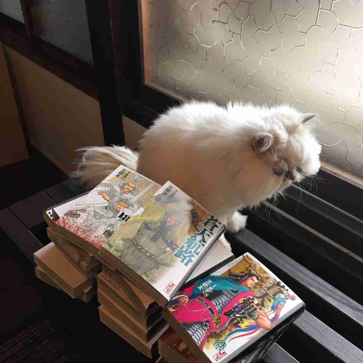 ガルちゃん猫カフェ21号店 開店しました♪ (初めての方も大歓迎!)