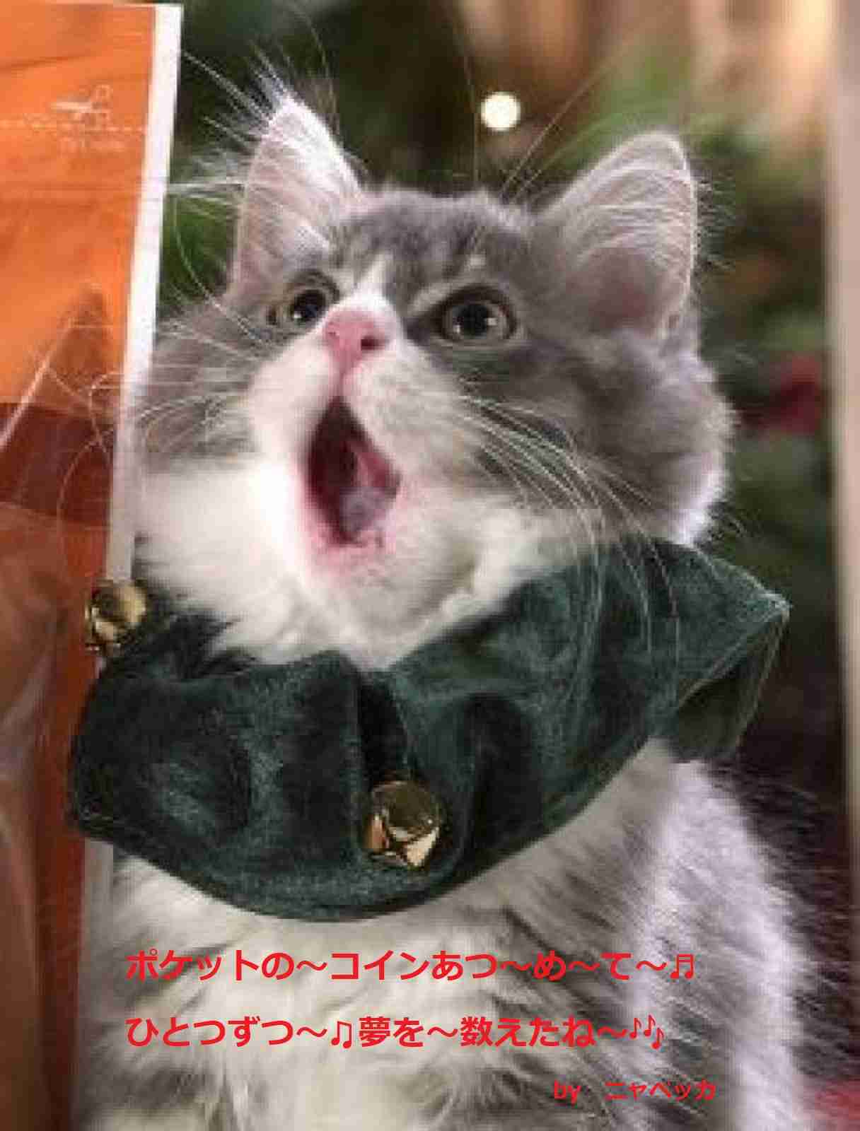 ガルちゃん猫カフェ21号店 開店しました♪ (初めての方も大歓迎!)