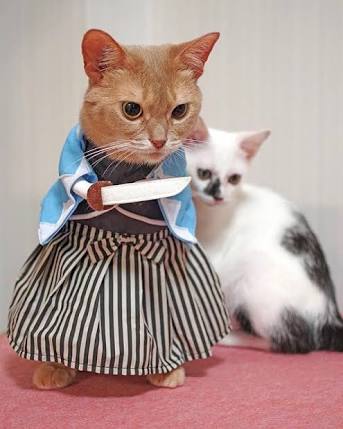 ガルちゃん猫カフェ21号店 開店しました♪ (初めての方も大歓迎！)