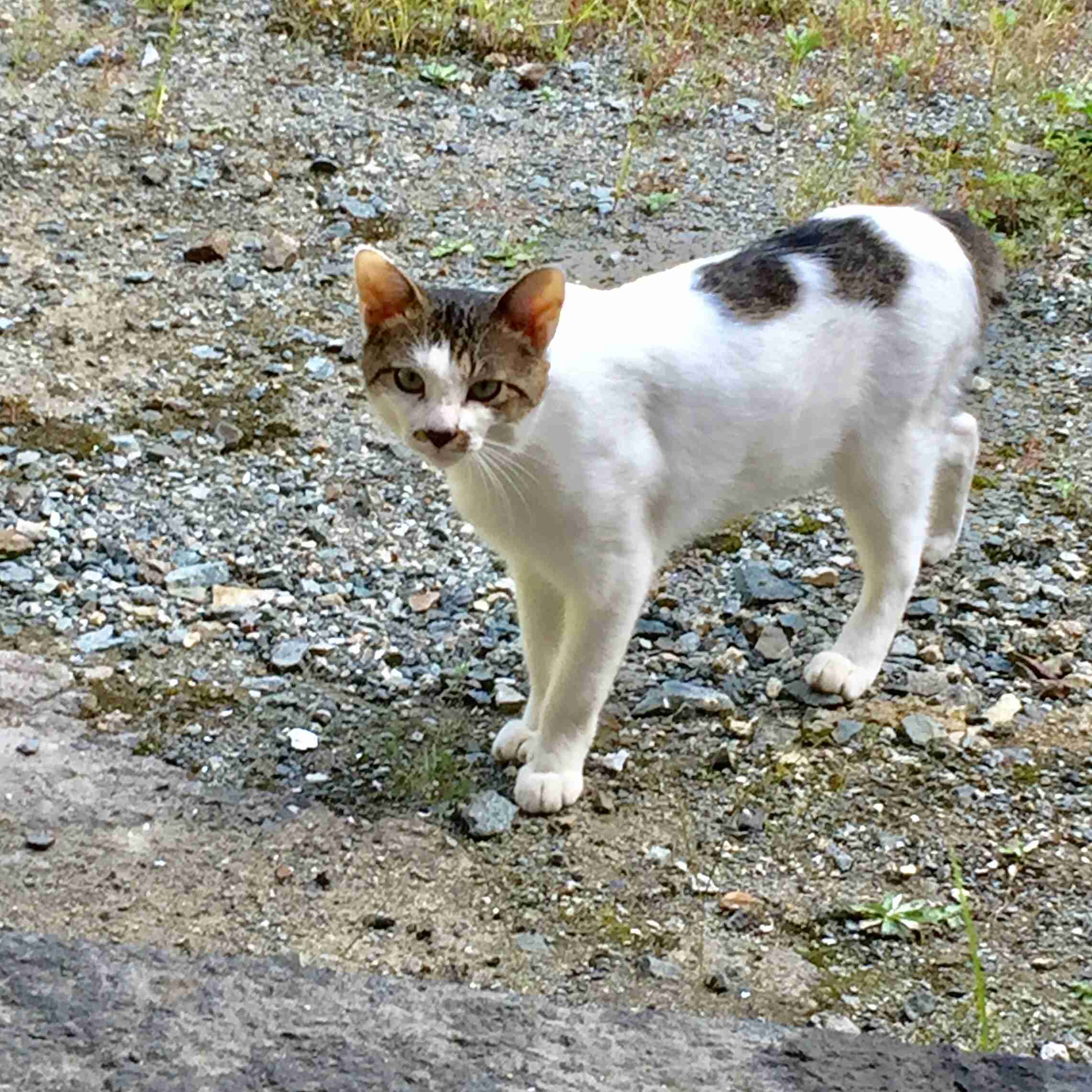 ガルちゃん猫カフェ21号店 開店しました♪ (初めての方も大歓迎！)