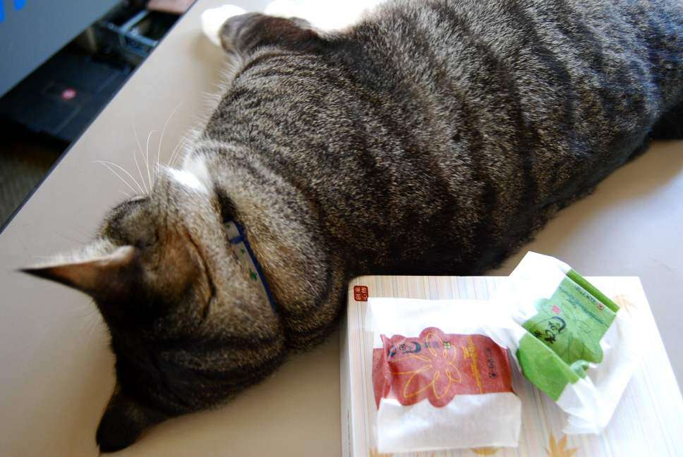 ガルちゃん猫カフェ21号店 開店しました♪ (初めての方も大歓迎!)
