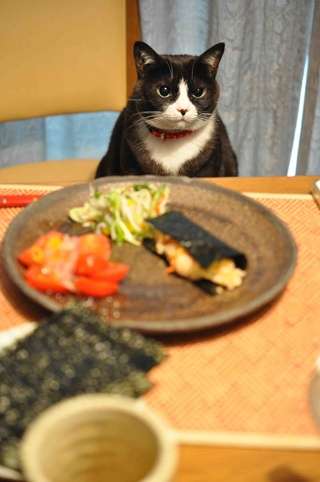 ガルちゃん猫カフェ21号店 開店しました♪ (初めての方も大歓迎!)