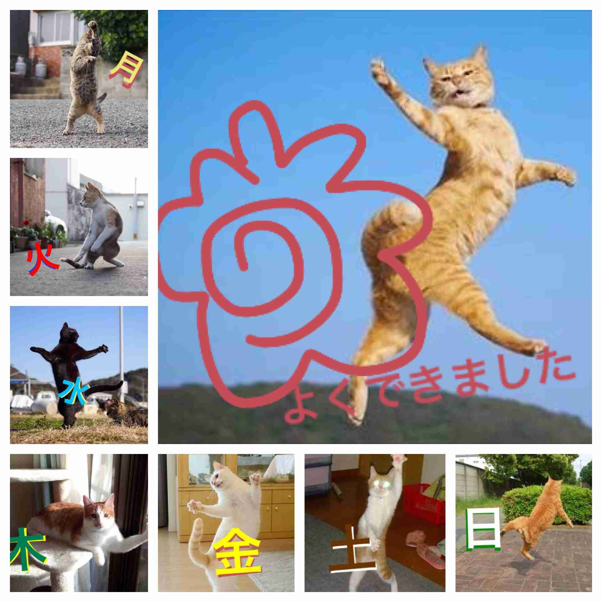 ガルちゃん猫カフェ21号店 開店しました♪ (初めての方も大歓迎!)