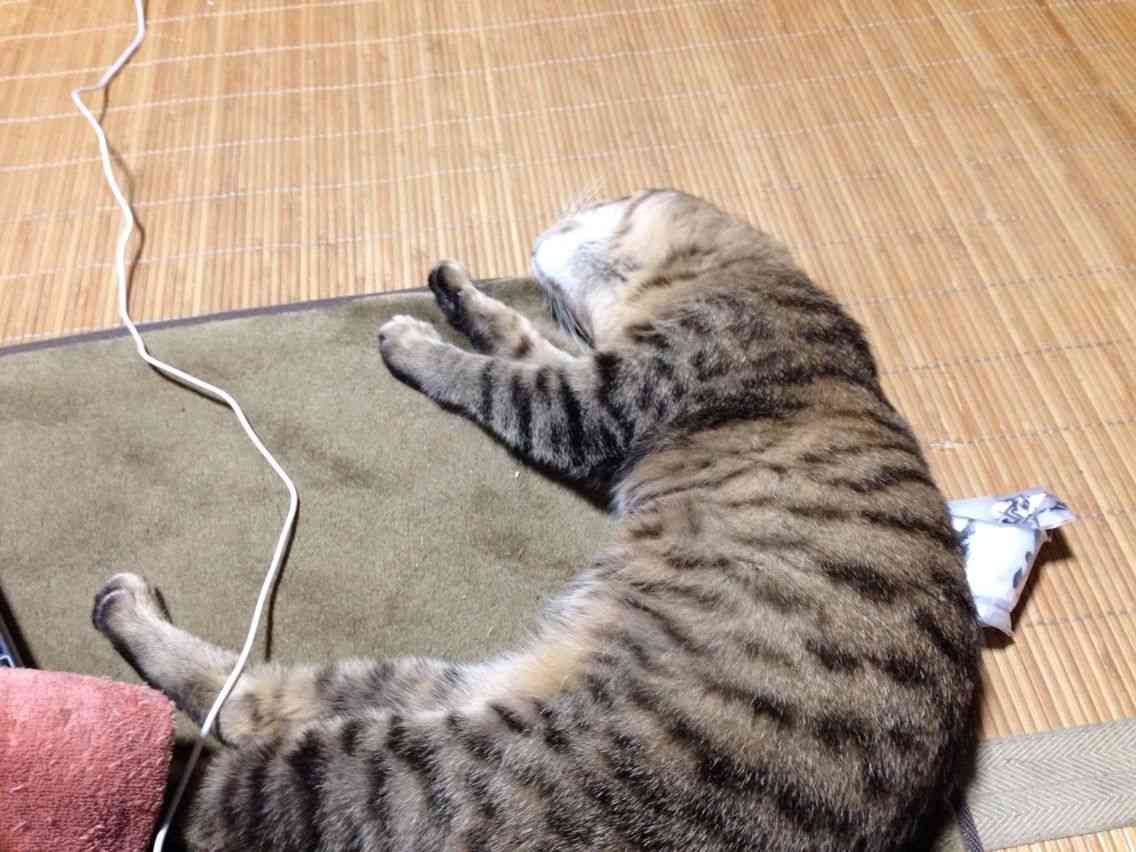 ガルちゃん猫カフェ21号店 開店しました♪ (初めての方も大歓迎!)