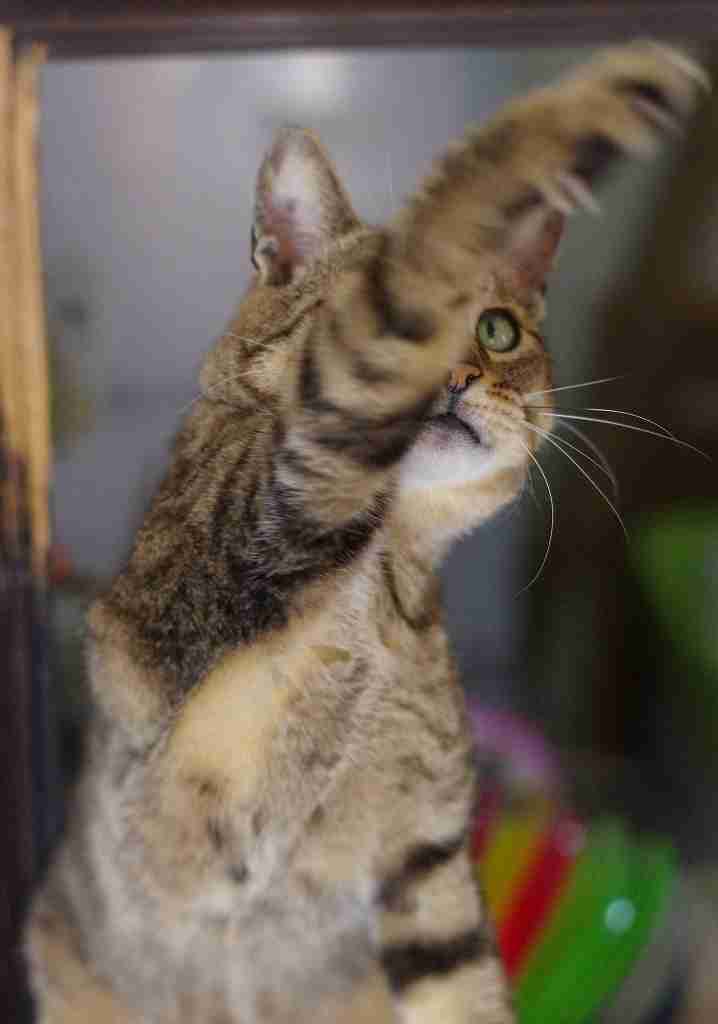 ガルちゃん猫カフェ21号店 開店しました♪ (初めての方も大歓迎!)
