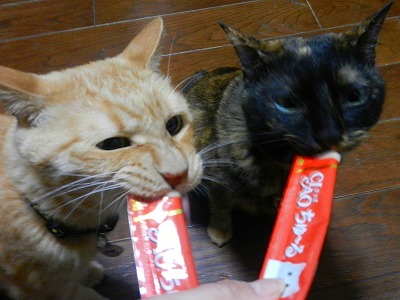 ガルちゃん猫カフェ21号店 開店しました♪ (初めての方も大歓迎!)