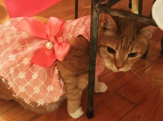 ガルちゃん猫カフェ21号店 開店しました♪ (初めての方も大歓迎！)