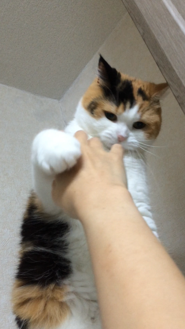 ガルちゃん猫カフェ21号店 開店しました♪ (初めての方も大歓迎！)