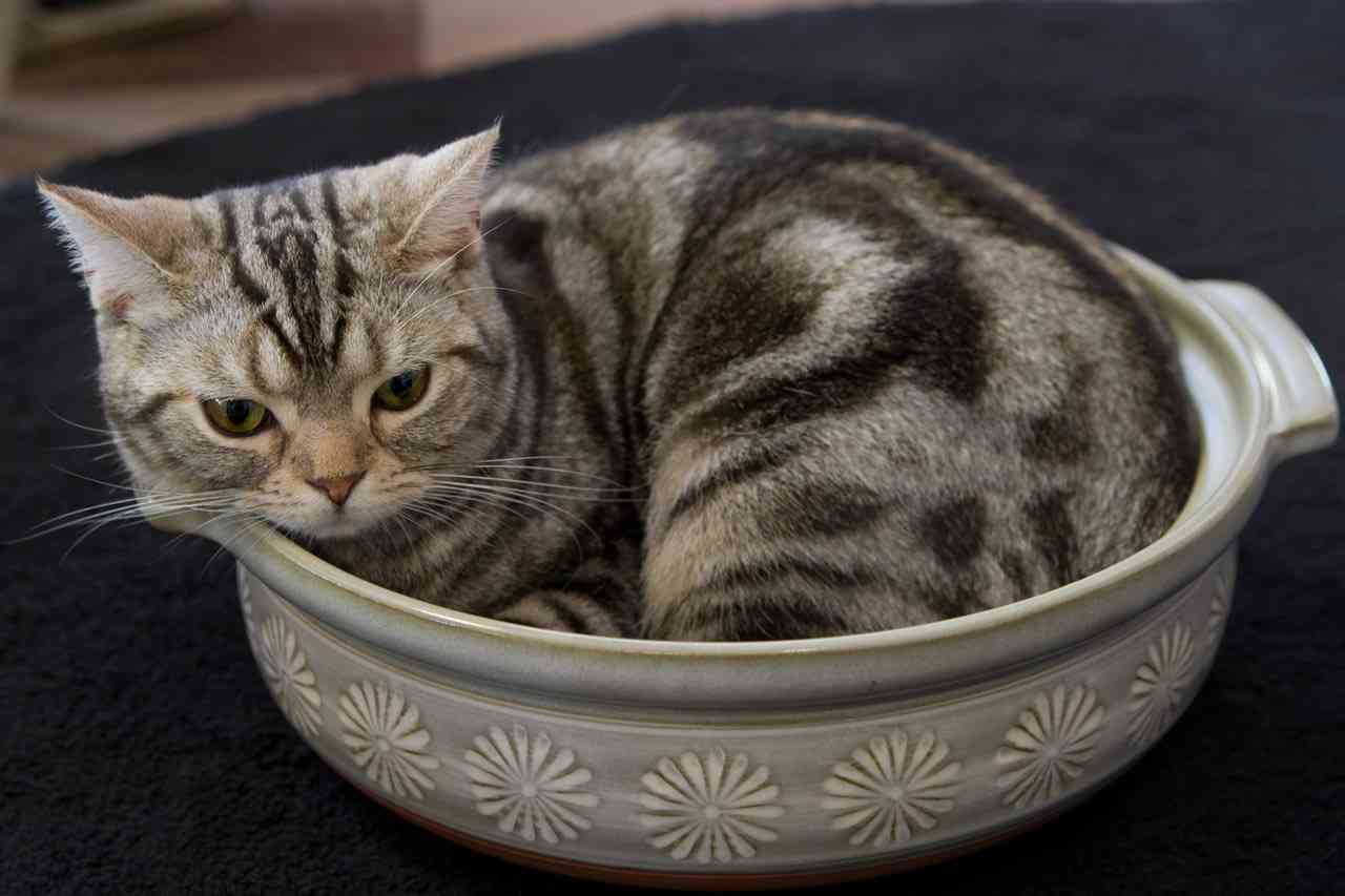 ガルちゃん猫カフェ21号店 開店しました♪ (初めての方も大歓迎!)