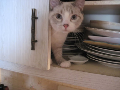 ガルちゃん猫カフェ21号店 開店しました♪ (初めての方も大歓迎!)