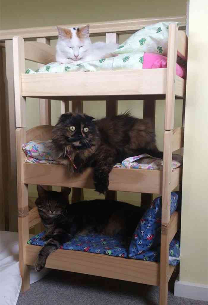 ガルちゃん猫カフェ21号店 開店しました♪ (初めての方も大歓迎!)
