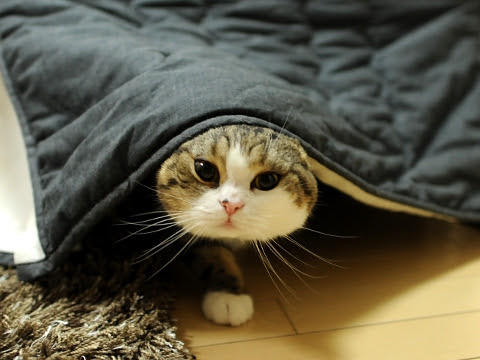 ガルちゃん猫カフェ21号店 開店しました♪ (初めての方も大歓迎！)