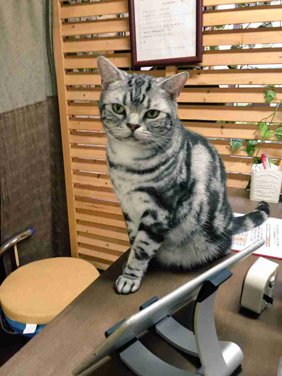 ガルちゃん猫カフェ21号店 開店しました♪ (初めての方も大歓迎!)