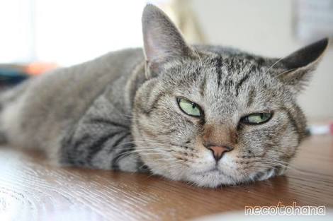 ガルちゃん猫カフェ21号店 開店しました♪ (初めての方も大歓迎!)
