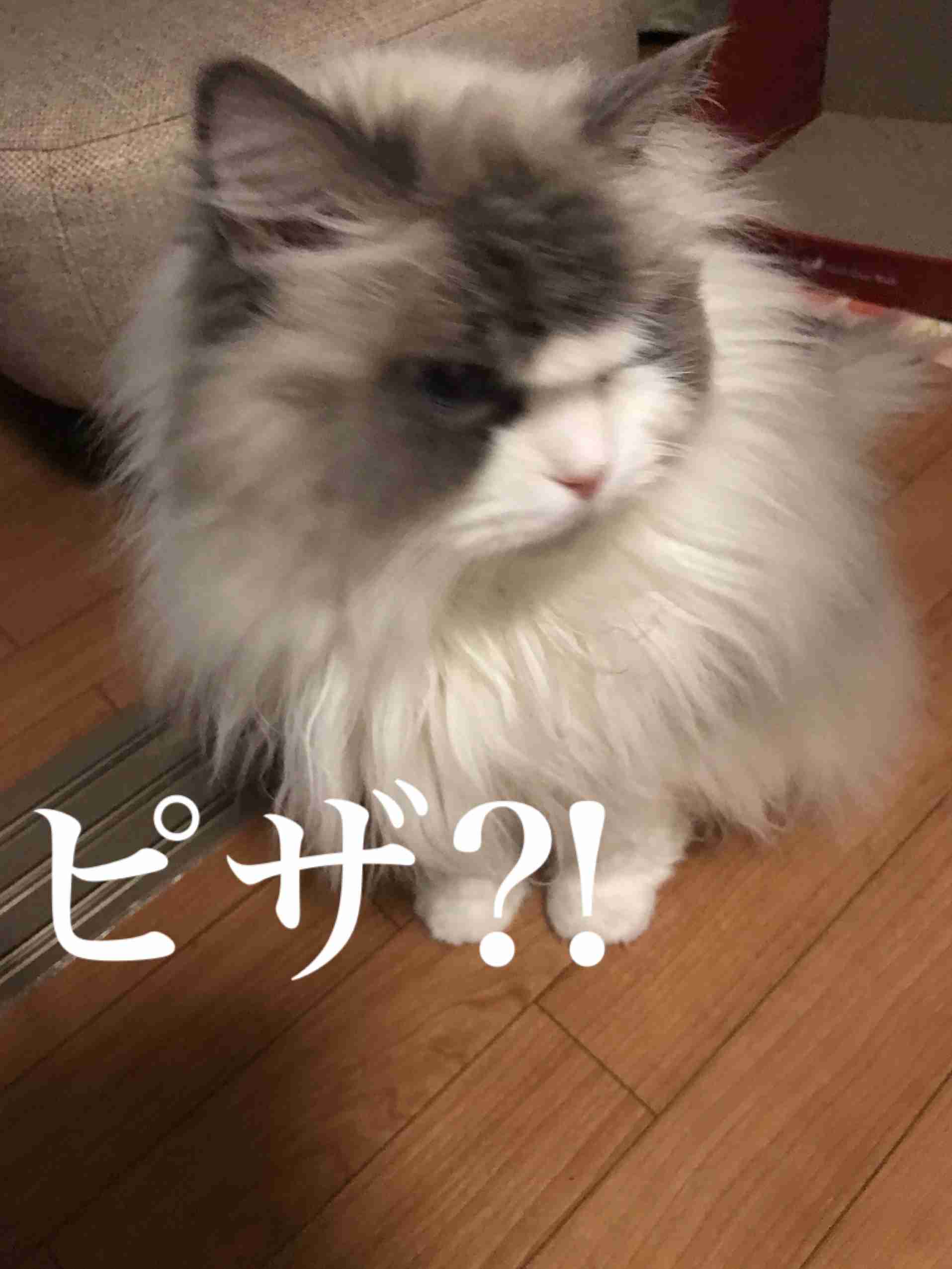 ガルちゃん猫カフェ21号店 開店しました♪ (初めての方も大歓迎!)
