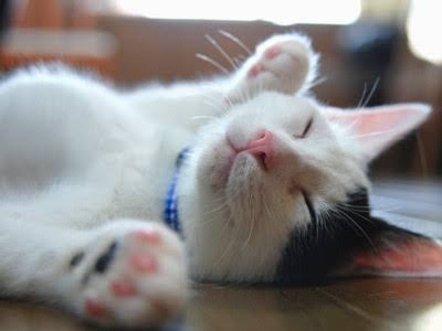 ガルちゃん猫カフェ21号店 開店しました♪ (初めての方も大歓迎!)