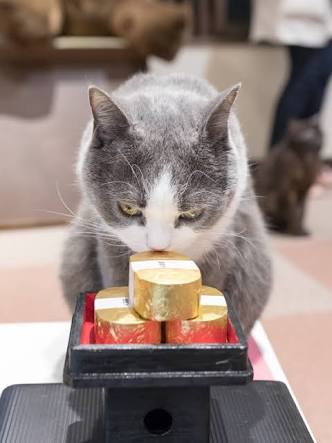 ガルちゃん猫カフェ21号店 開店しました♪ (初めての方も大歓迎！)