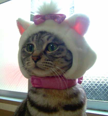 ガルちゃん猫カフェ21号店 開店しました♪ (初めての方も大歓迎！)