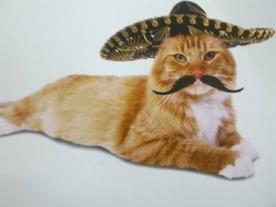 ガルちゃん猫カフェ21号店 開店しました♪ (初めての方も大歓迎！)