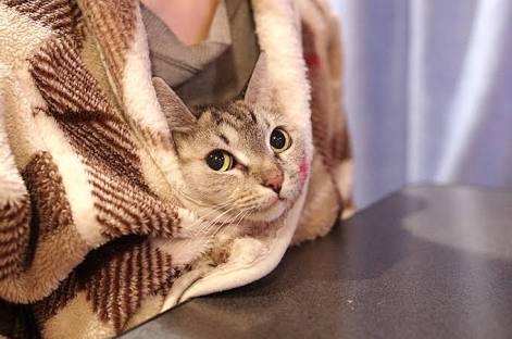 ガルちゃん猫カフェ21号店 開店しました♪ (初めての方も大歓迎!)