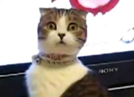 ガルちゃん猫カフェ21号店 開店しました♪ (初めての方も大歓迎!)