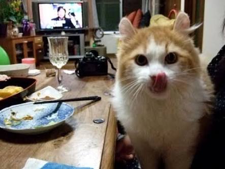 ガルちゃん猫カフェ21号店 開店しました♪ (初めての方も大歓迎!)