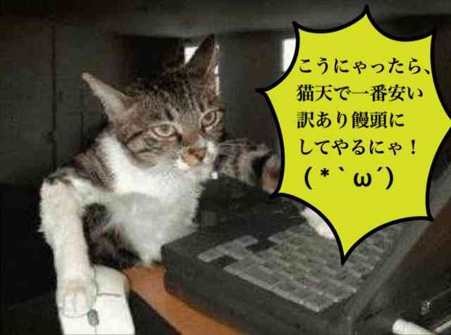 ガルちゃん猫カフェ21号店 開店しました♪ (初めての方も大歓迎!)