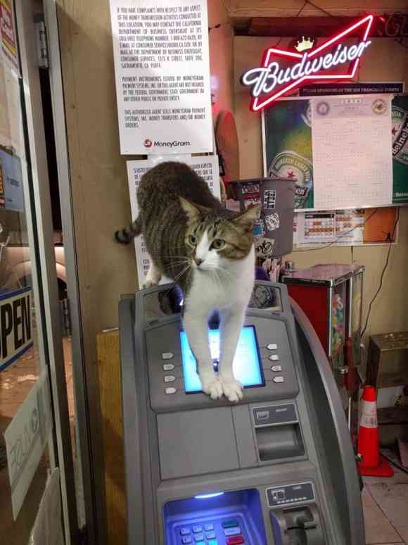 ガルちゃん猫カフェ21号店 開店しました♪ (初めての方も大歓迎!)