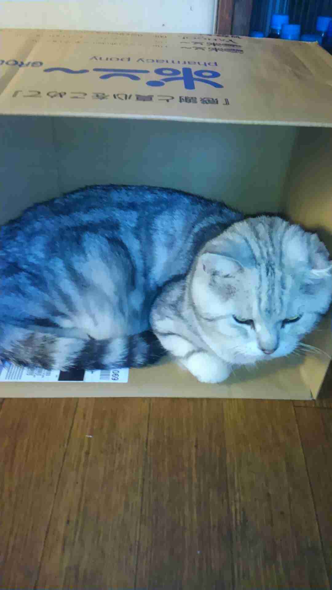 ガルちゃん猫カフェ21号店 開店しました♪ (初めての方も大歓迎!)