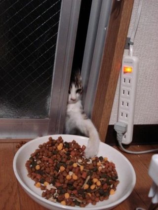 ガルちゃん猫カフェ21号店 開店しました♪ (初めての方も大歓迎!)