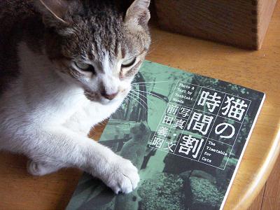 ガルちゃん猫カフェ21号店 開店しました♪ (初めての方も大歓迎!)