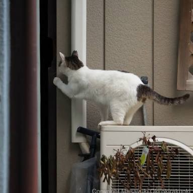 ガルちゃん猫カフェ21号店 開店しました♪ (初めての方も大歓迎!)