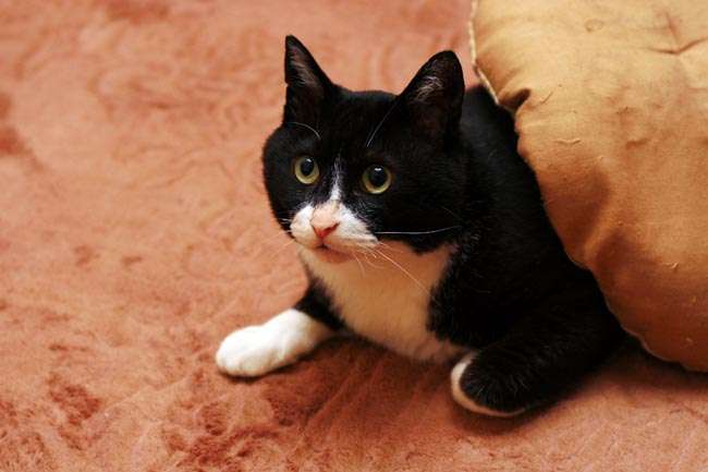 ガルちゃん猫カフェ21号店 開店しました♪ (初めての方も大歓迎!)