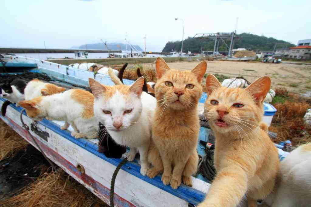ガルちゃん猫カフェ21号店 開店しました♪ (初めての方も大歓迎!)
