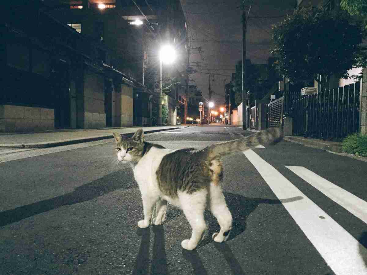 ガルちゃん猫カフェ21号店 開店しました♪ (初めての方も大歓迎！)