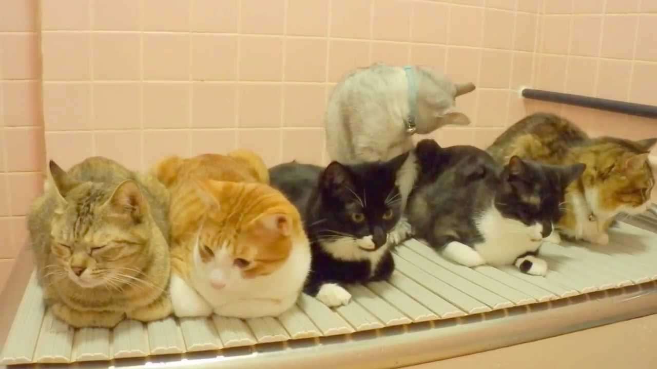 ガルちゃん猫カフェ21号店 開店しました♪ (初めての方も大歓迎!)